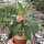 Euphorbia milii Grandiflora-Thai-Hybr. Pink Panther