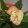 Euphorbia milii Grandiflora-Thai-Hybr. Thavi