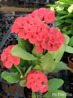 Euphorbia milii Grandiflora-Thai-Hybr. Po Tho Tho