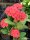 Euphorbia milii Grandiflora-Thai-Hybr. Po Tho Tho