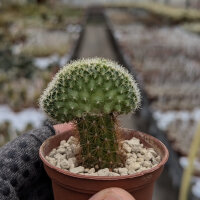 Pediocactus knowltonii Los Pinos, NM, gepfr. cristata...