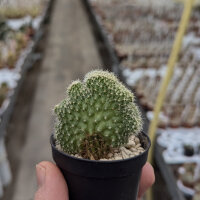 Pediocactus knowltonii Los Pinos, NM, gepfr. cristata...