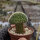 Pediocactus knowltonii Los Pinos, NM, gepfr. cristata CITES, not outside EU