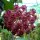 Hoya cinnamomifolia v. purpureofusca