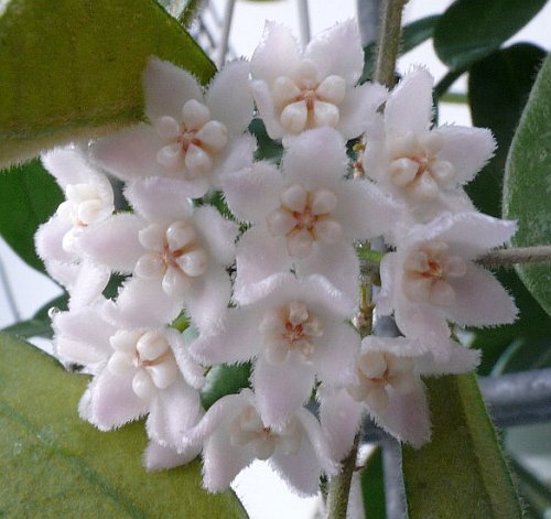 Hoya thomsonii