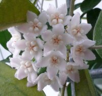 Hoya thomsonii