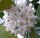 Hoya thomsonii