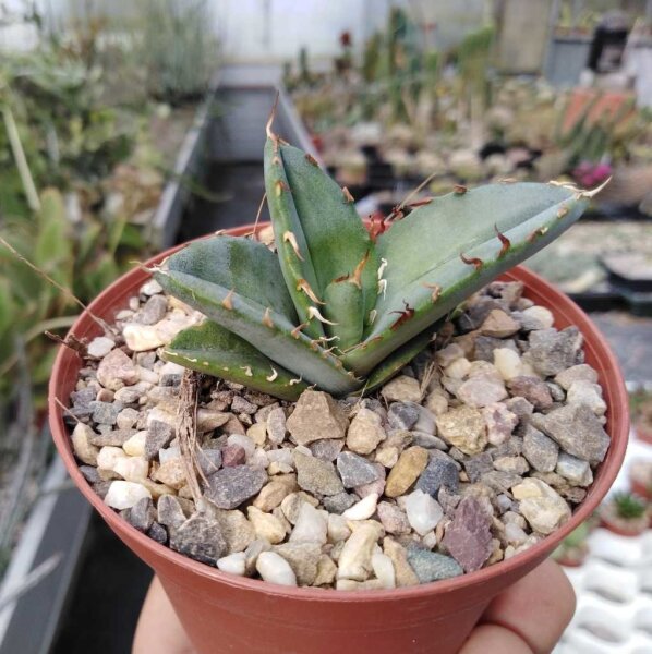 Agave titanota  cv. Black and  Blue