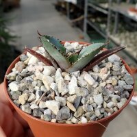 Agave titanota  cv. Black and  Blue