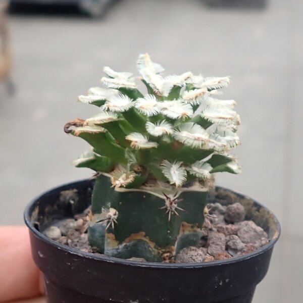 Mammillaria bertholdii MZ 1745  gepfr. not outside EU