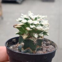 Mammillaria bertholdii MZ 1745  gepfr. not outside EU