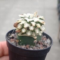 Mammillaria bertholdii MZ 1745  gepfr. not outside EU