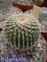 Uebelmannia gummifera RNK 025  CITES, not outside EU