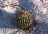 Uebelmannia gummifera RNK 025  CITES, not outside EU