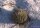 Uebelmannia gummifera RNK 025  CITES, not outside EU