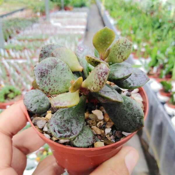 Adromischus alstonii SB 1673