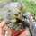 Adromischus alstonii SB 1673