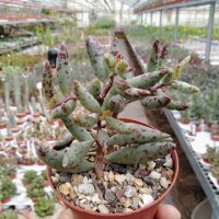 Adromischus filicaulis ssp. filicaulis Mesklip