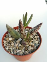 Adromischus filicaulis ssp. filicaulis Mesklip