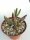 Adromischus filicaulis ssp. filicaulis Mesklip