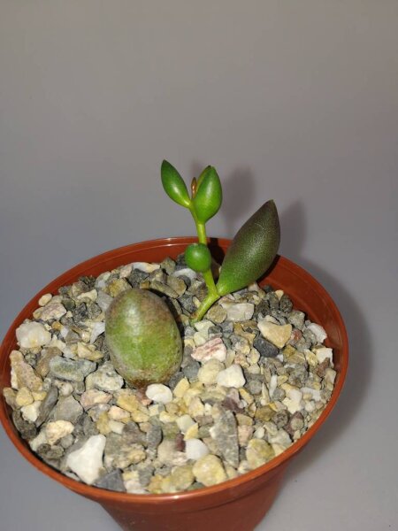Adromischus filicaulis ssp. marlothii PLP 1279