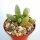 Adromischus spec. Section 4