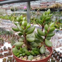 Adromischus marianiae cv. kubusensis CR 1487