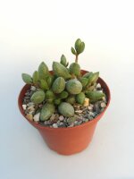 Adromischus marianiae cv. kubusensis CR 1487