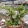Adromischus marianiae cv. kubusensis CR 1487