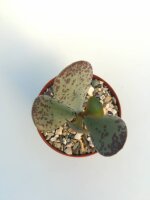 Adromischus hemisphaericus CR 1533