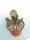 Adromischus hemisphaericus CR 1533