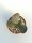 Adromischus hemisphaericus CR 1533