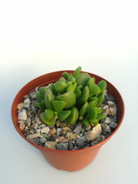 Adromischus diabolicus CR 1495
