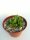 Adromischus diabolicus CR 1495