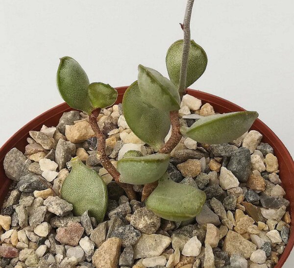 Adromischus schoenlandii