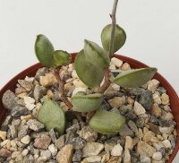 Adromischus schoenlandii