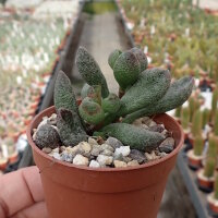 Adromischus marianiae fo. herrei