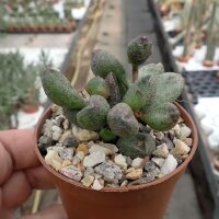 Adromischus marianiae fo. herrei