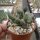 Adromischus marianiae fo. herrei