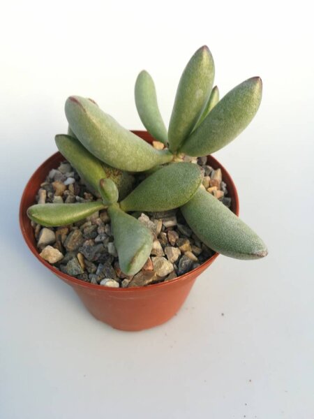 Adromischus alstonii PAB 445