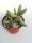 Adromischus alstonii PAB 445