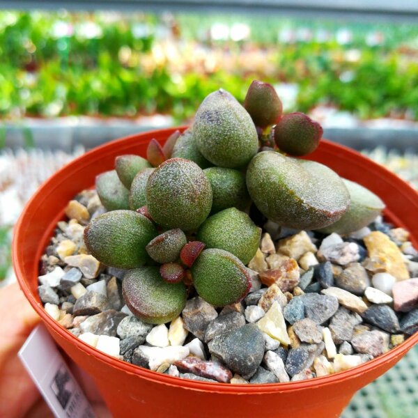 Adromischus marianiae cv. Little Spheroid