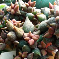 Adromischus marianiae cv. Little Spheroid