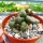 Adromischus marianiae cv. Little Spheroid