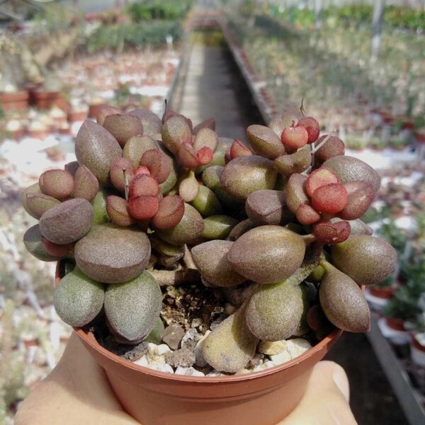 Adromischus marianiae cv. Little Spheroid Compact
