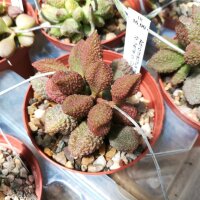 Adromischus marianiae cv. Little Spheroid Compact