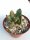 Adromischus cristatus v. cristatus