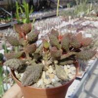 Adromischus marianiae fo. herrei cv. Coffee Bean