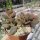 Adromischus marianiae fo. herrei cv. Coffee Bean