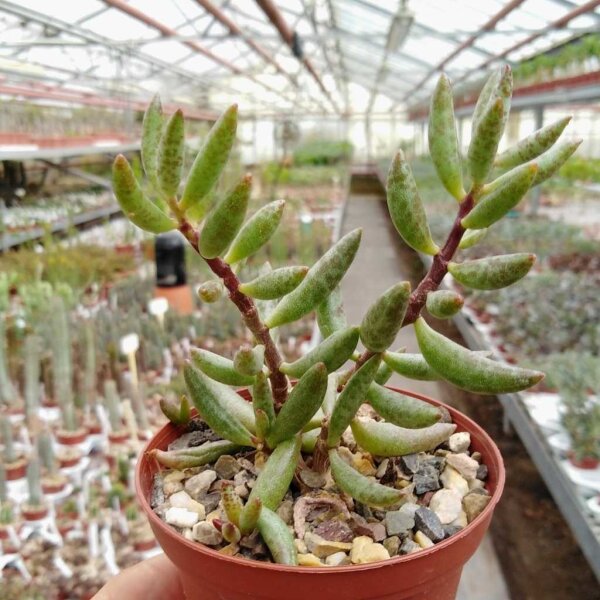 Adromischus filicaulis ssp. filicaulis PAV s.n. Clone 2